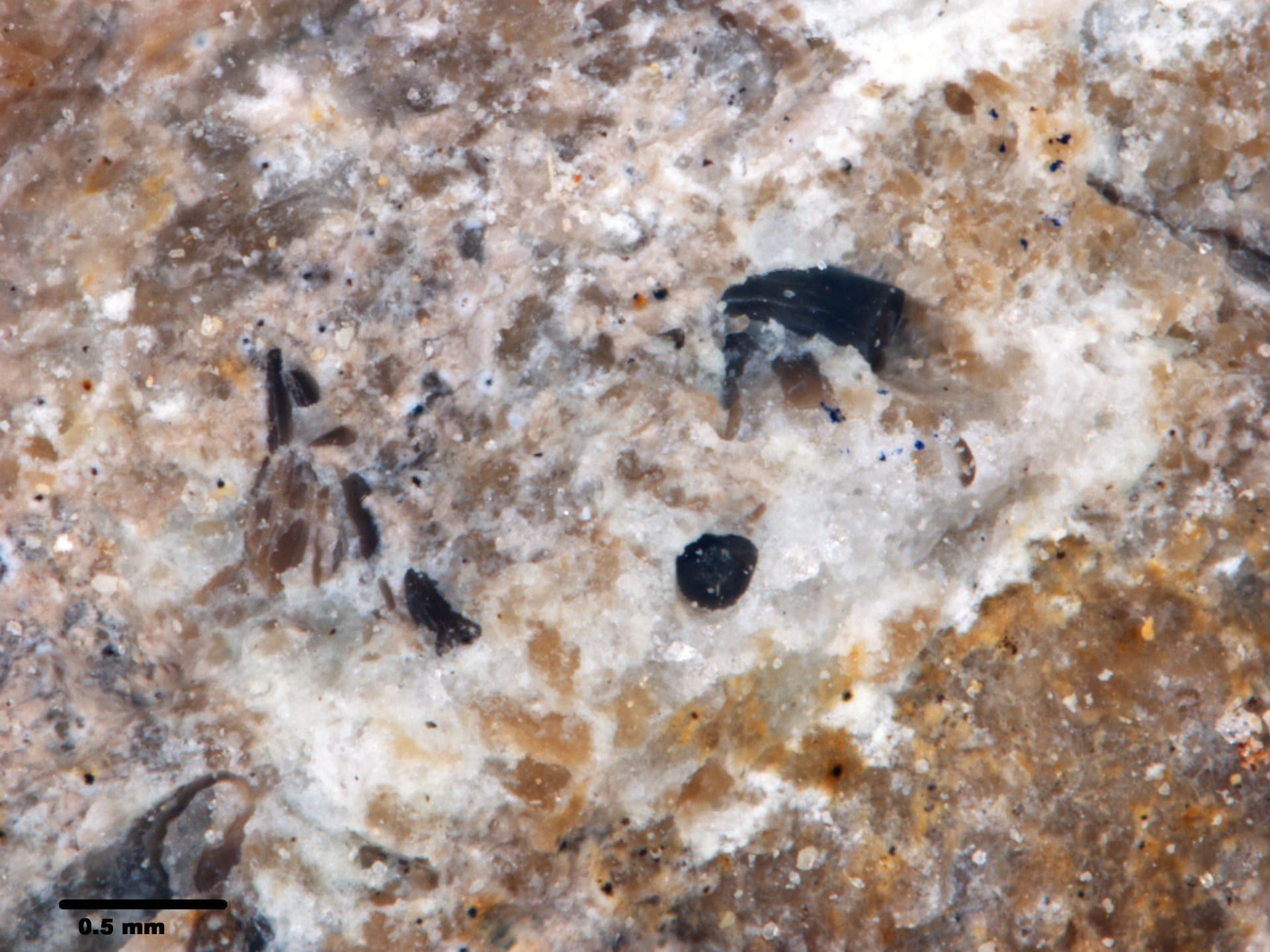 USNM PAL 530086_4