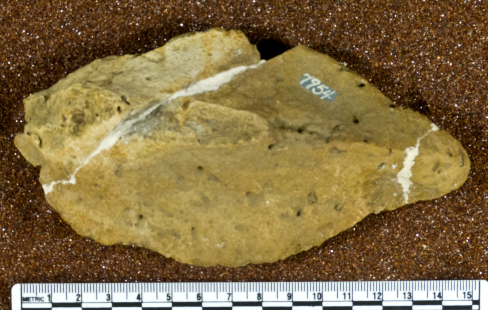 USNM V 7954_1
