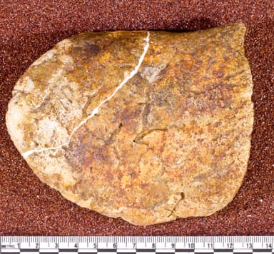USNM V 7724_1