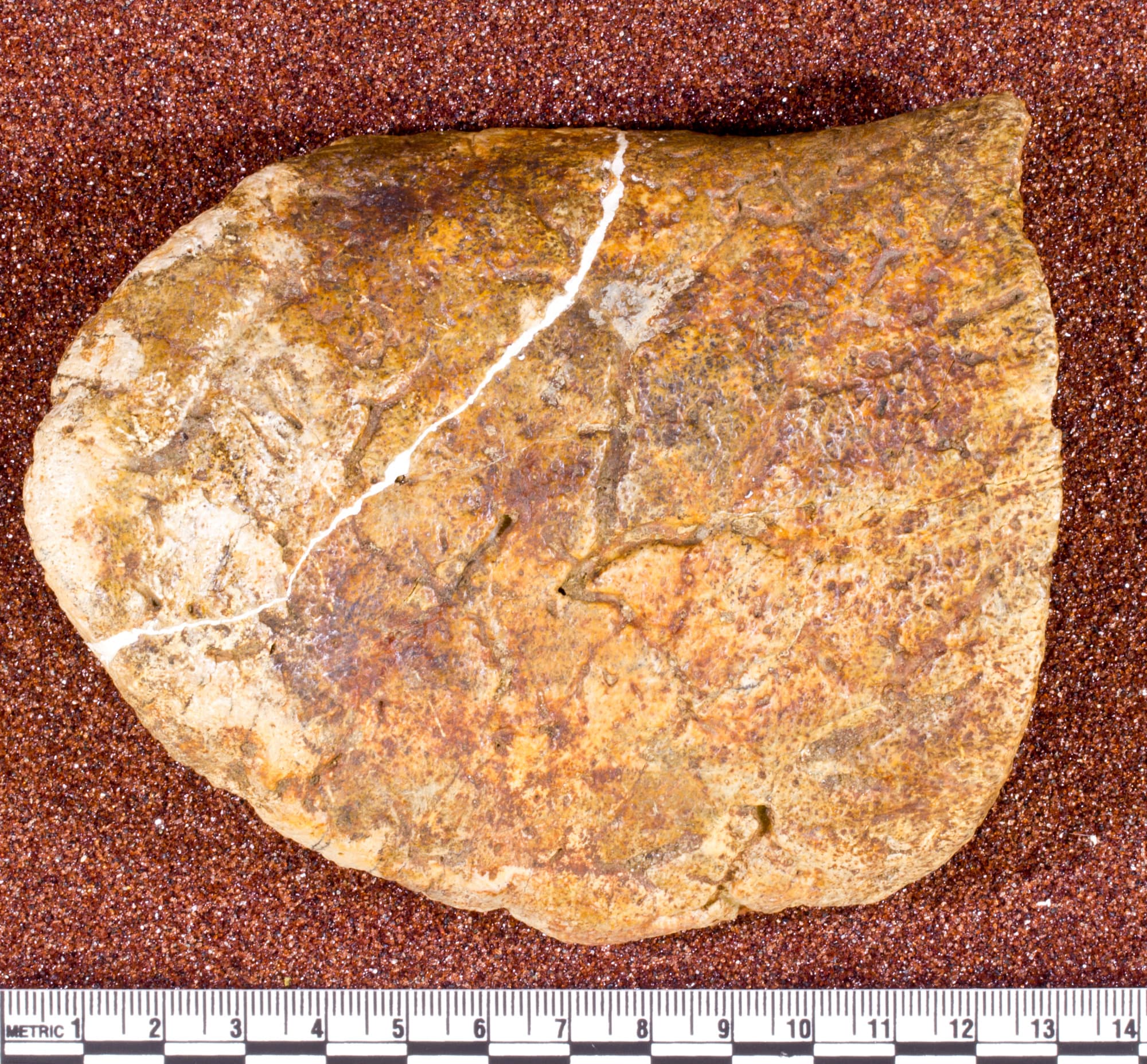 USNM V 7724_1
