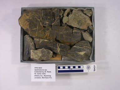 Apatosaurus sp. (YPM VP 004832). Digital Image: Yale Peabody Museum; photo by Division of Vertebrate Paleontology, Yale Peabody Museum 2016