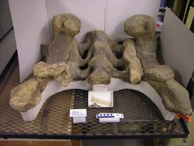 Apatosaurus (YPM VP 004689). Digital Image: Yale Peabody Museum; photo by Division of Vertebrate Paleontology, Yale Peabody Museum 2016