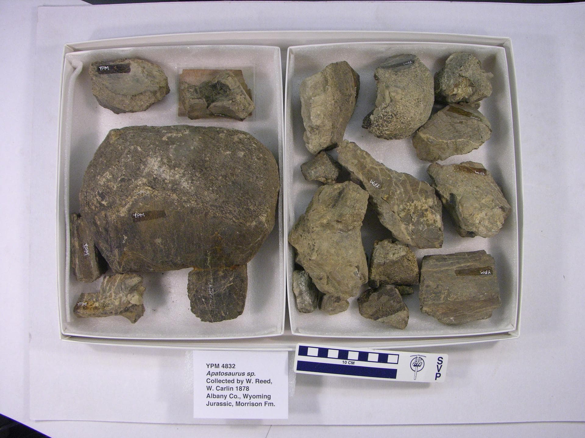 Apatosaurus sp. (YPM VP 004832). Digital Image: Yale Peabody Museum; photo by Division of Vertebrate Paleontology, Yale Peabody Museum 2016