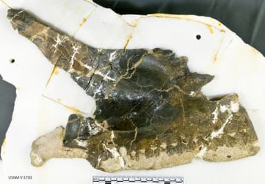 USNM V 5730_9