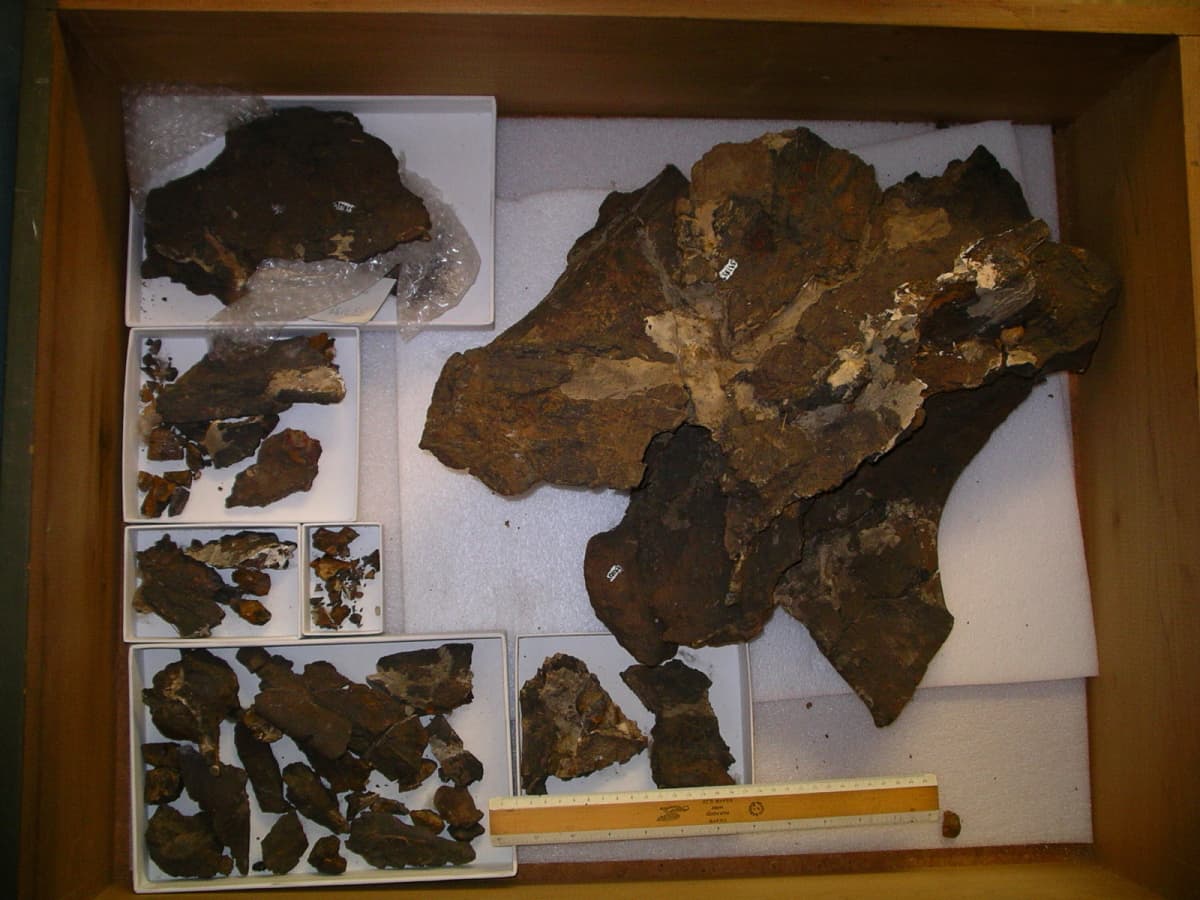 USNM PAL 337859