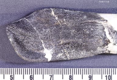 USNM V 5730_18