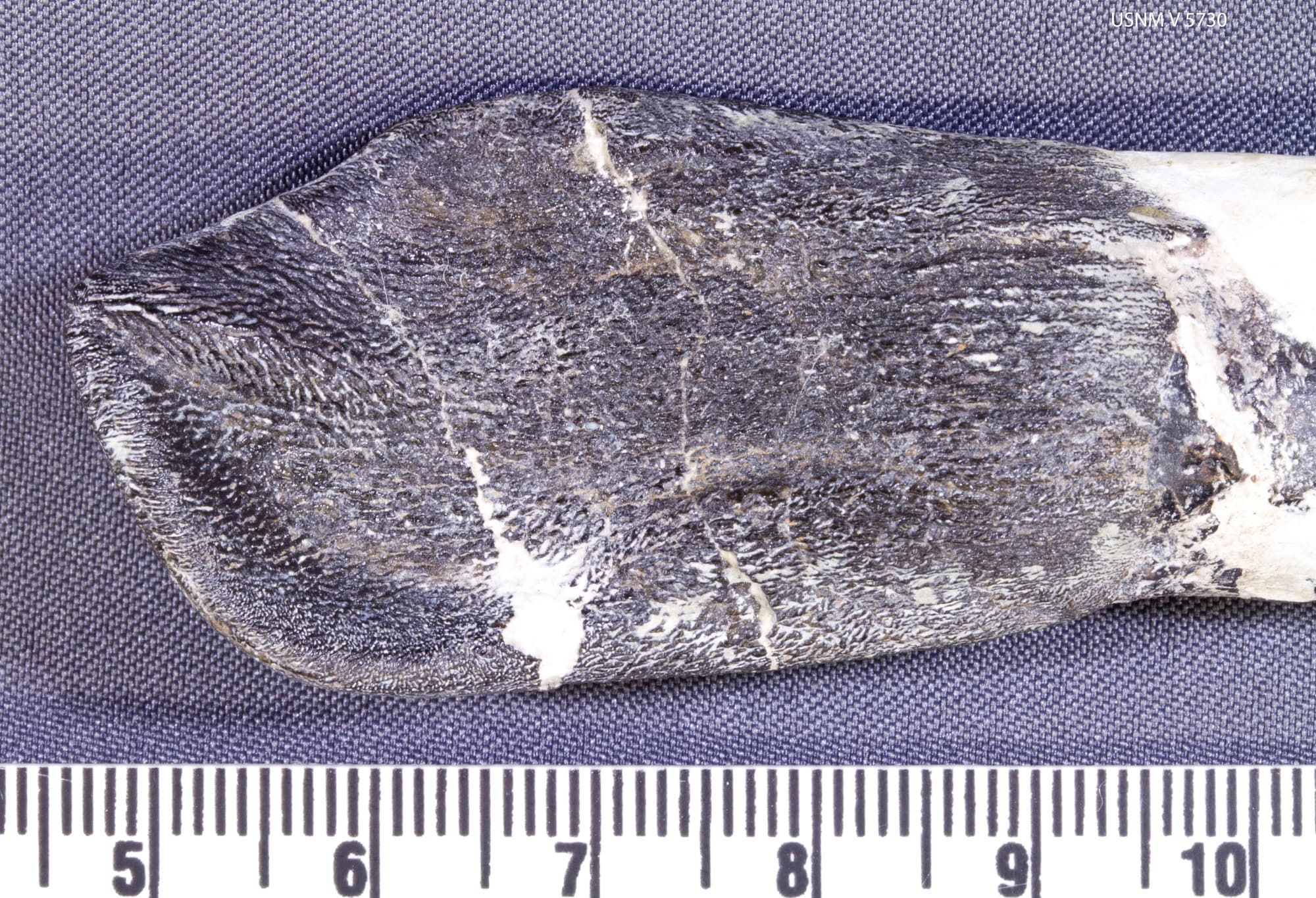 USNM V 5730_18