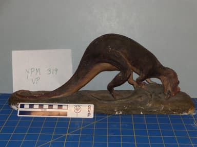 Ceratosaurus sp. (YPM VP 000319). Digital Image: Yale Peabody Museum; photo by Division of Vertebrate Paleontology, Yale Peabody Museum 2016