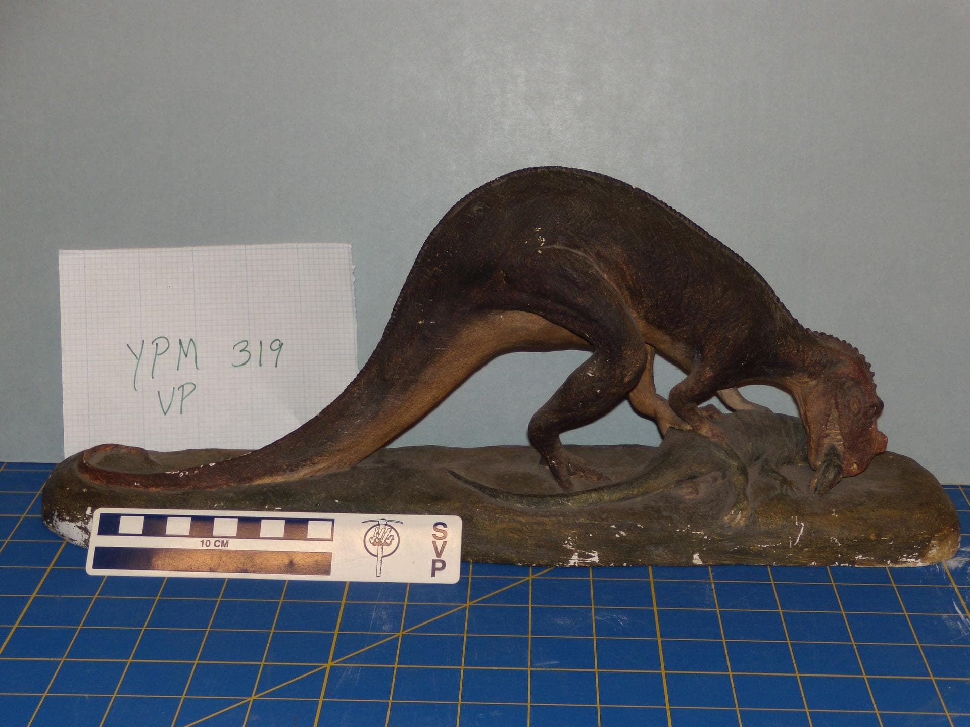 Ceratosaurus sp. (YPM VP 000319). Digital Image: Yale Peabody Museum; photo by Division of Vertebrate Paleontology, Yale Peabody Museum 2016
