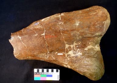 USNM PAL 358580_1