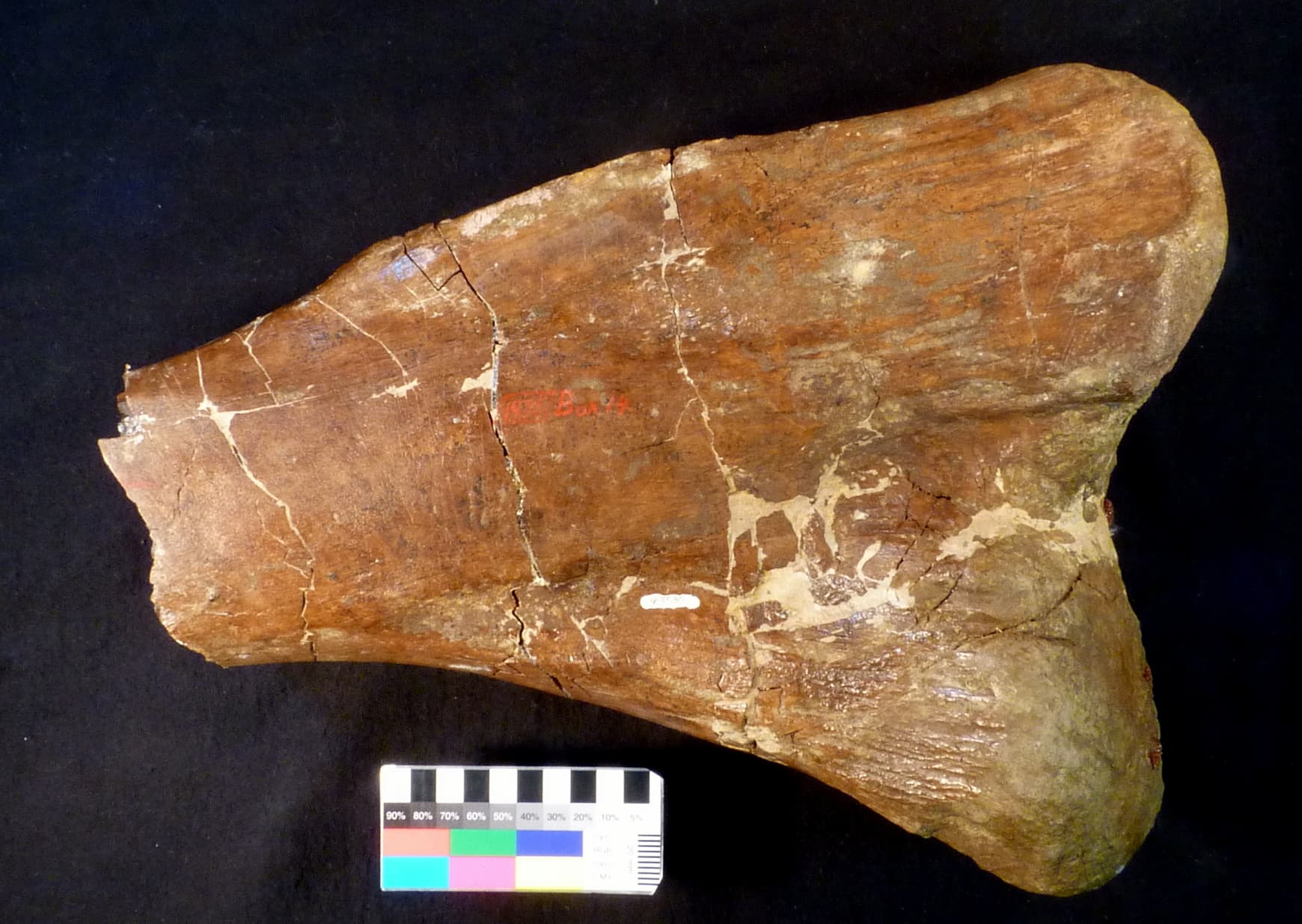 USNM PAL 358580_1