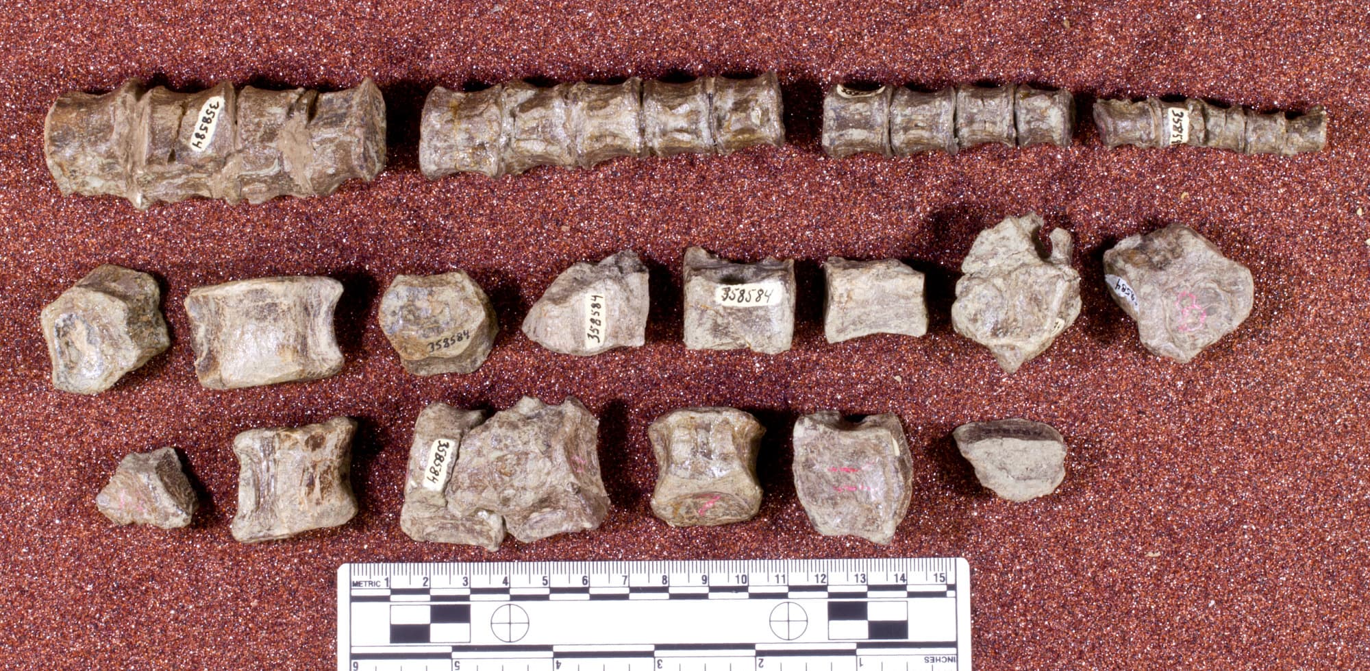 USNM PAL 358584_1