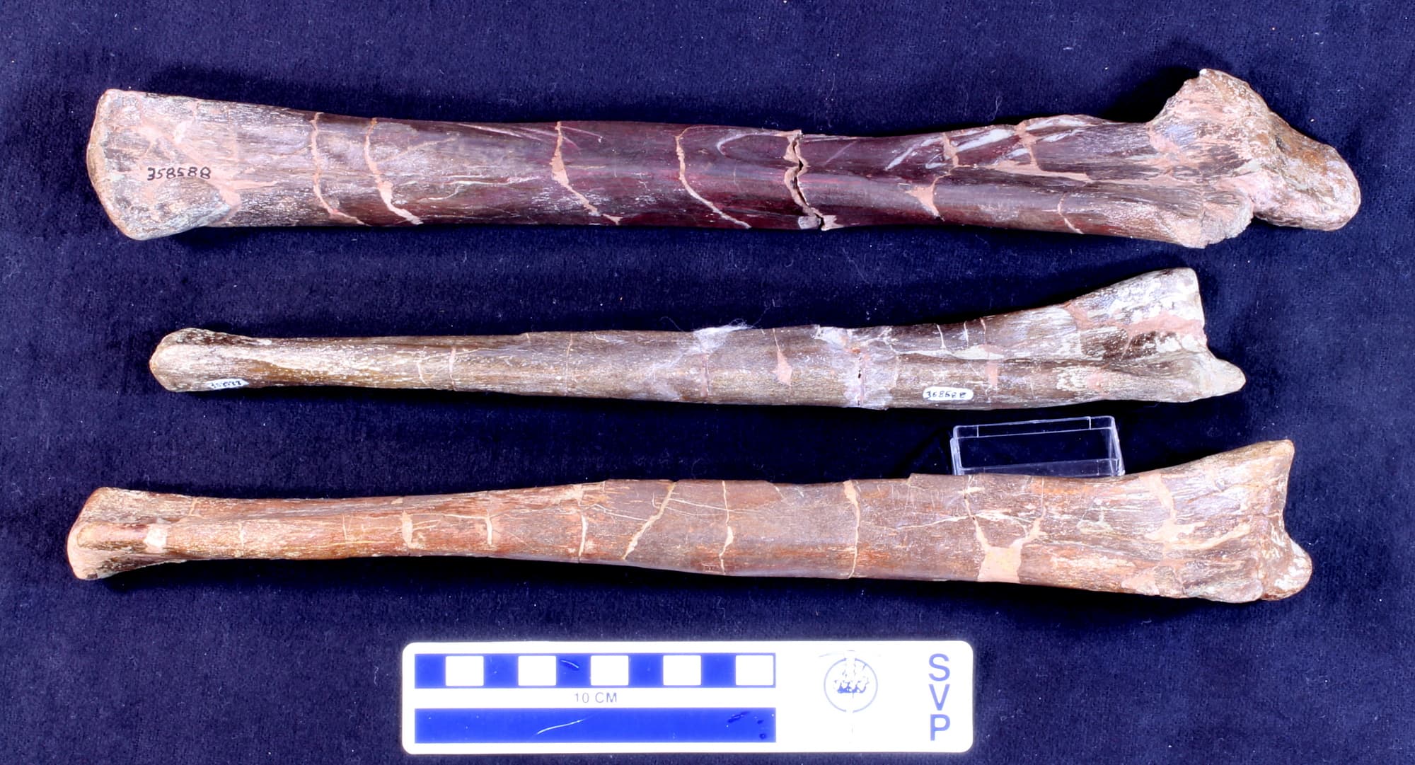 USNM PAL 358588_3