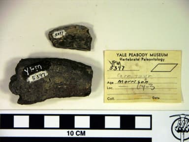 Deinonychus sp. (YPM VP 005397). Digital Image: Yale Peabody Museum; photo by Division of Vertebrate Paleontology, Yale Peabody Museum 2016