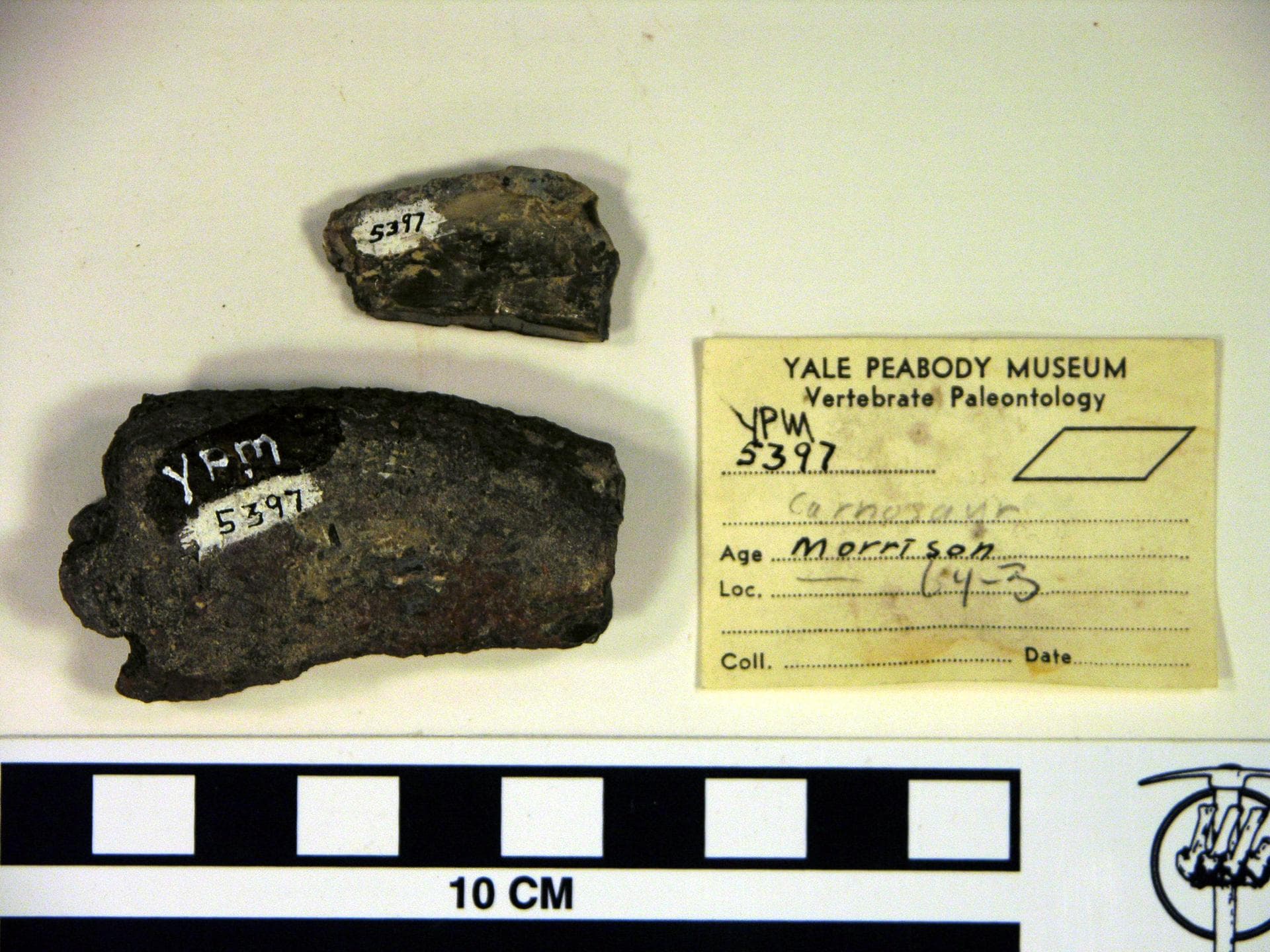Deinonychus sp. (YPM VP 005397). Digital Image: Yale Peabody Museum; photo by Division of Vertebrate Paleontology, Yale Peabody Museum 2016