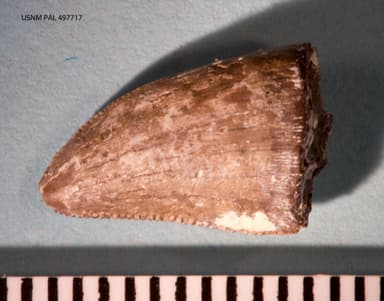 USNM PAL 497717