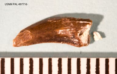 USNM PAL 497716