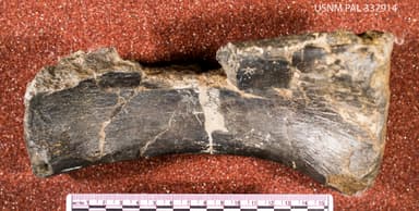 USNM PAL 337914_1