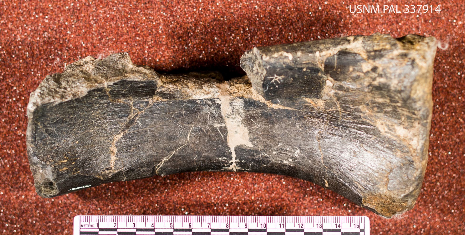 USNM PAL 337914_1