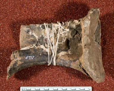 USNM V 4717