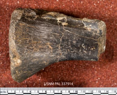 USNM PAL 337914_2