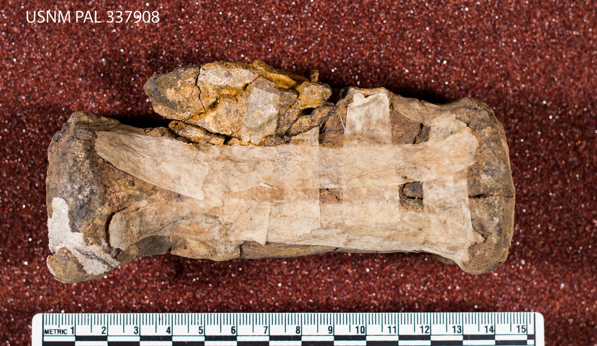 USNM PAL 337908