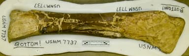 USNM V 7737 femur
