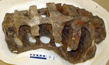 USNM V 4698_1