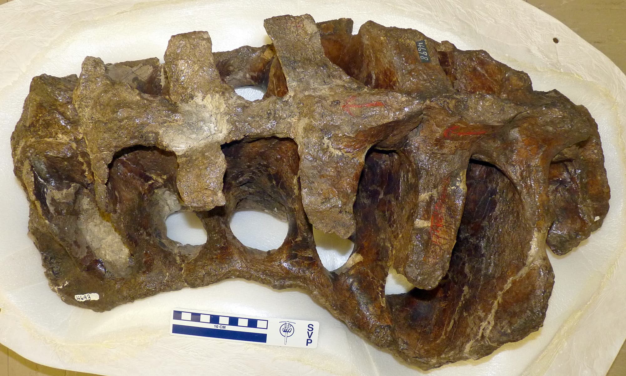 USNM V 4698_1