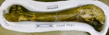 USNM V 7737 tibia