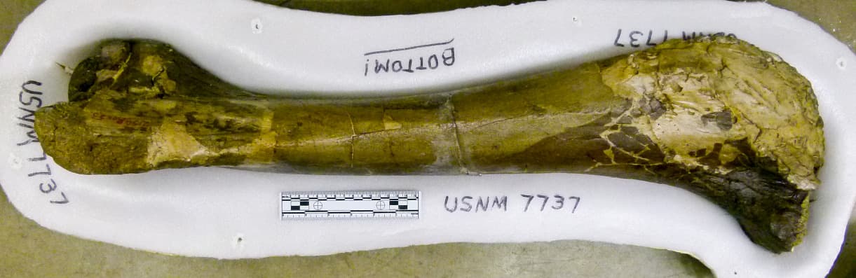 USNM V 7737 tibia