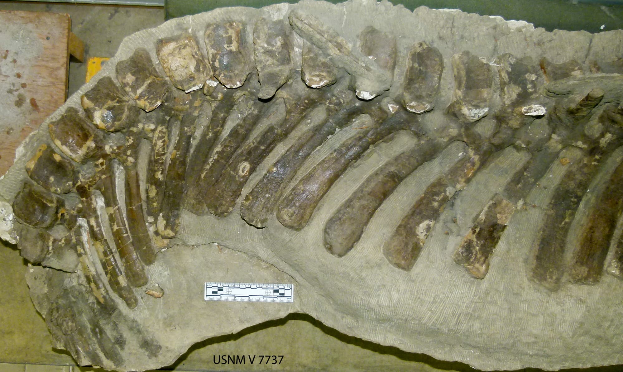 USNM V 7737 caudals 1