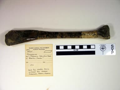 Gorgosaurus sp. (YPM VP 009834). Digital Image: Yale Peabody Museum; photo by Division of Vertebrate Paleontology, Yale Peabody Museum 2016