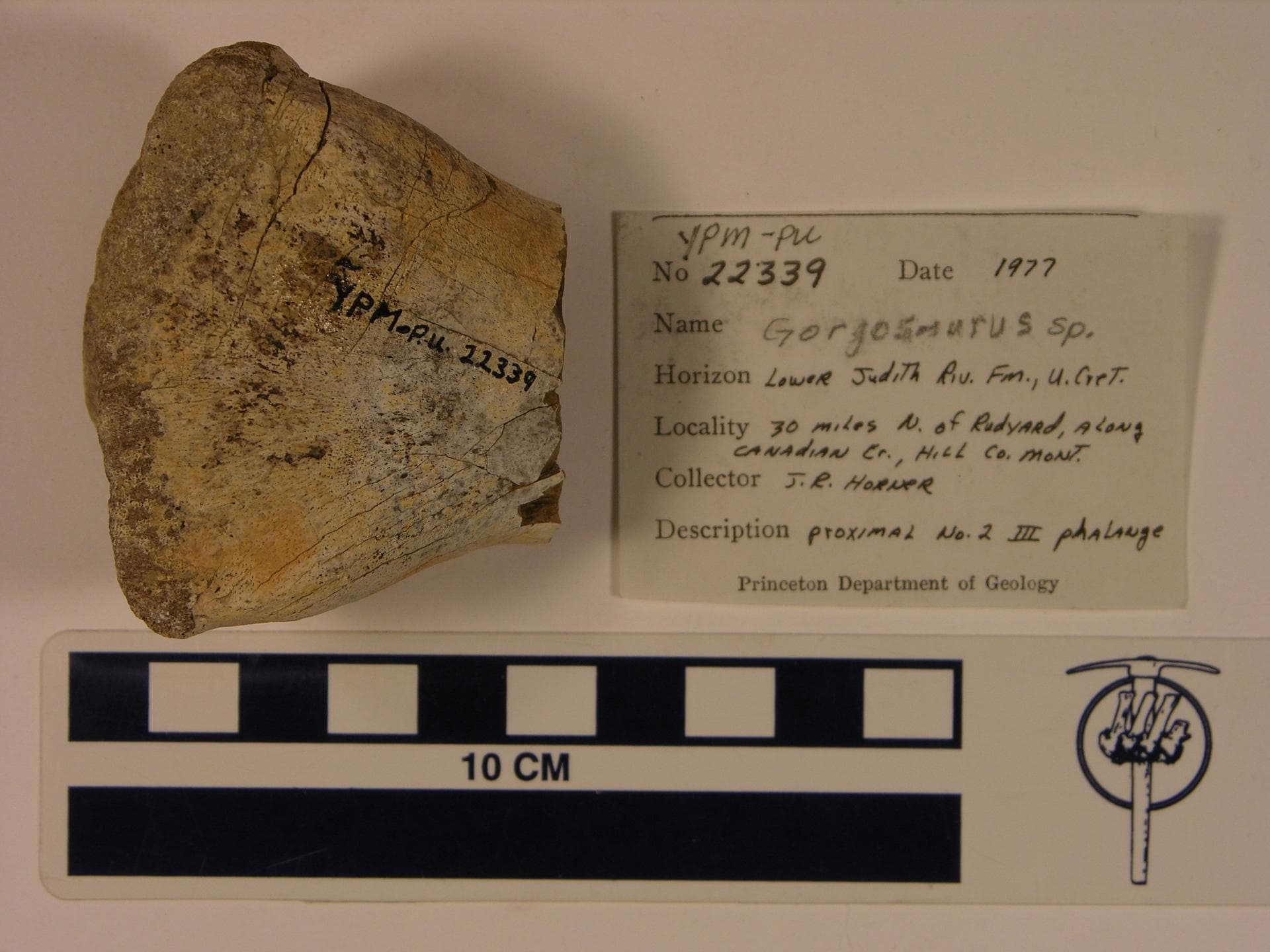 Gorgosaurus (YPM VPPU 022339). Digital Image: Yale Peabody Museum; photo by Marilyn Fox 2013