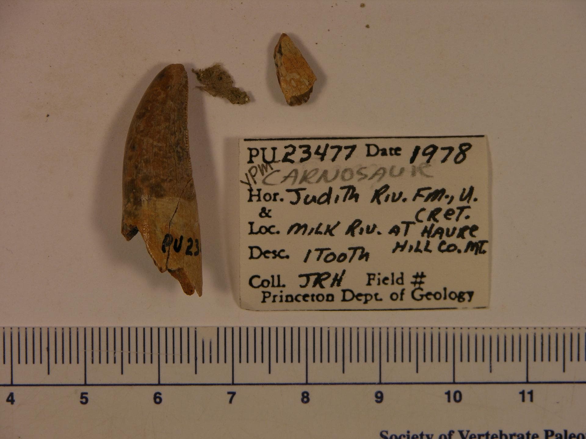 Carnosauria (YPM VPPU 023477). Digital Image: Yale Peabody Museum; photo by Marilyn Fox 2013