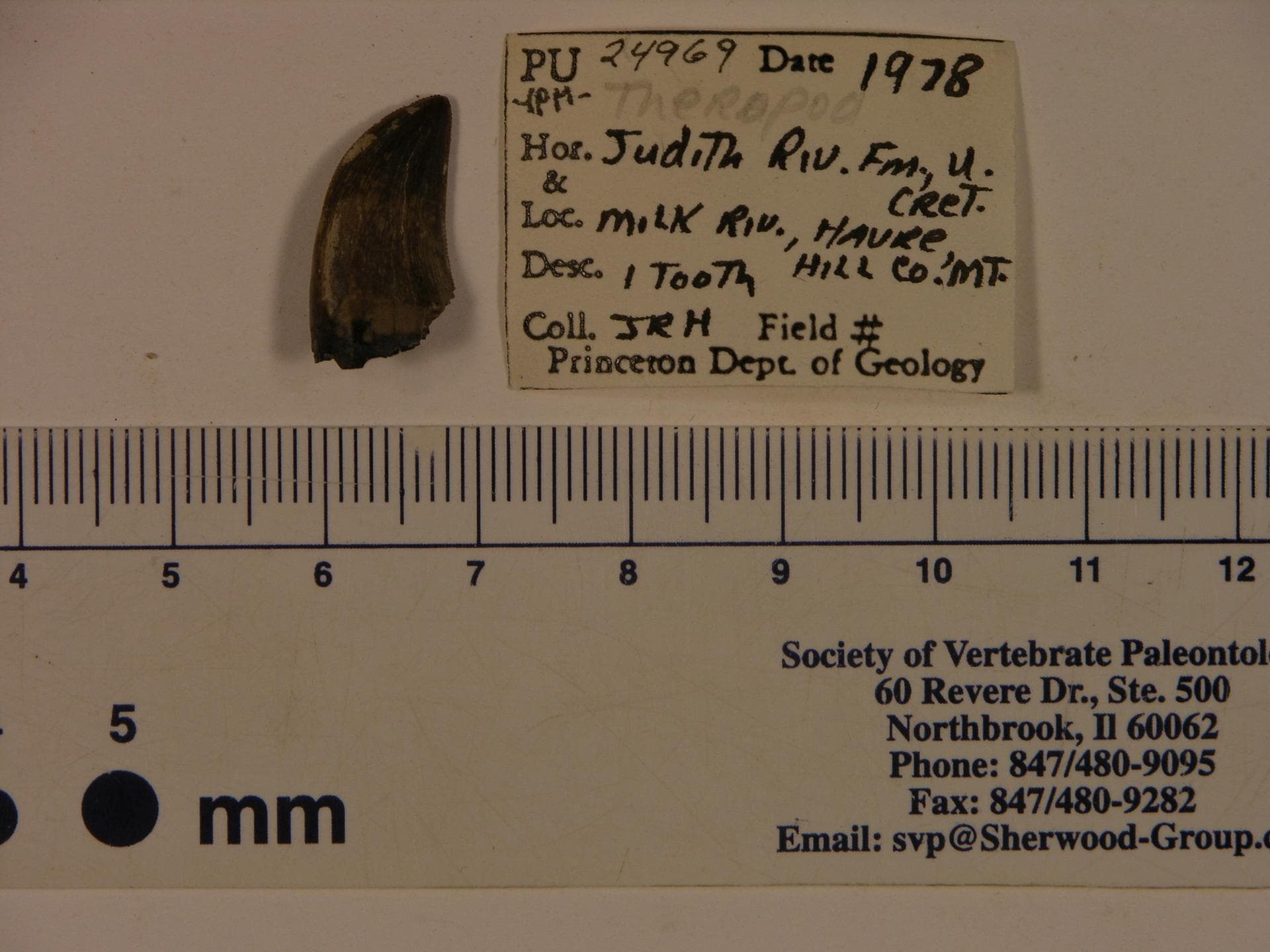 Gorgosaurus (YPM VPPU 024969). Digital Image: Yale Peabody Museum; photo by Marilyn Fox 2013