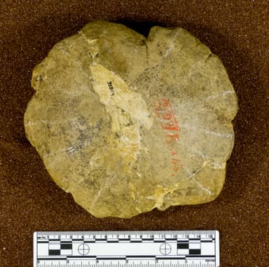 USNM PAL 358114_1