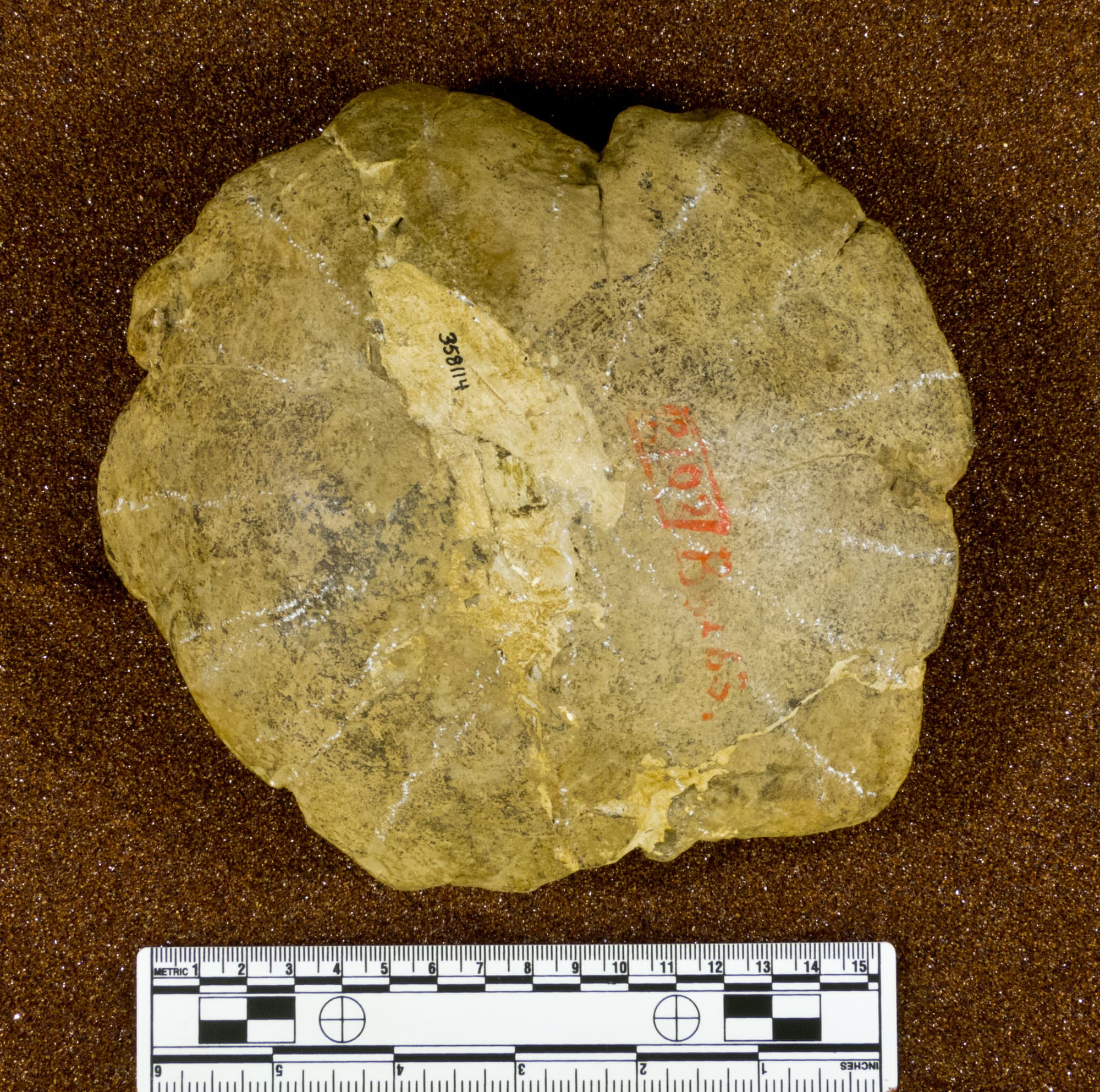 USNM PAL 358114_1