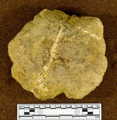 USNM PAL 358114_2