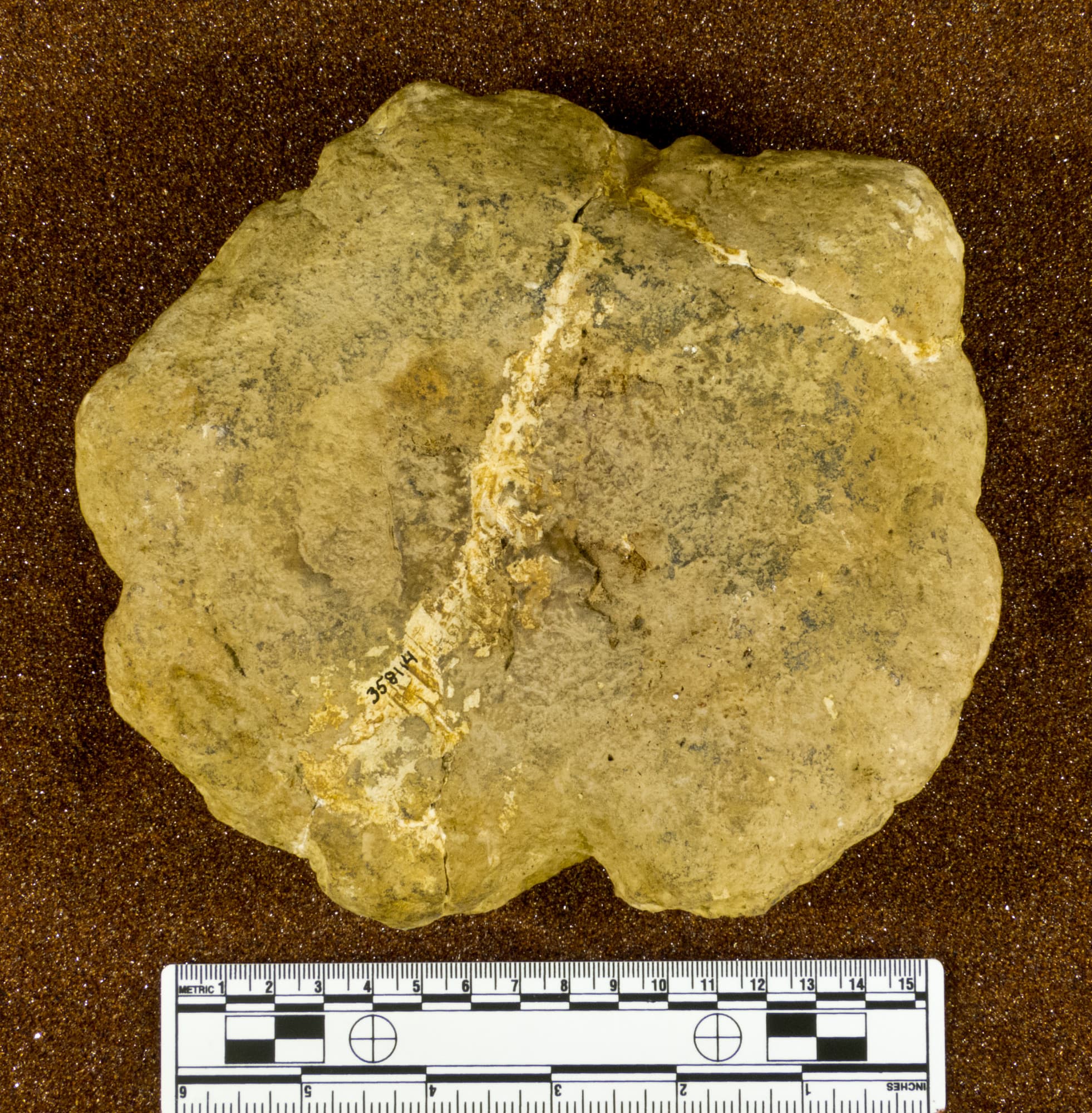 USNM PAL 358114_2