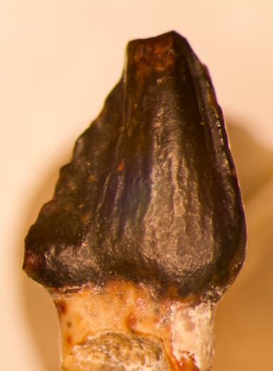 USNM V 5314_1
