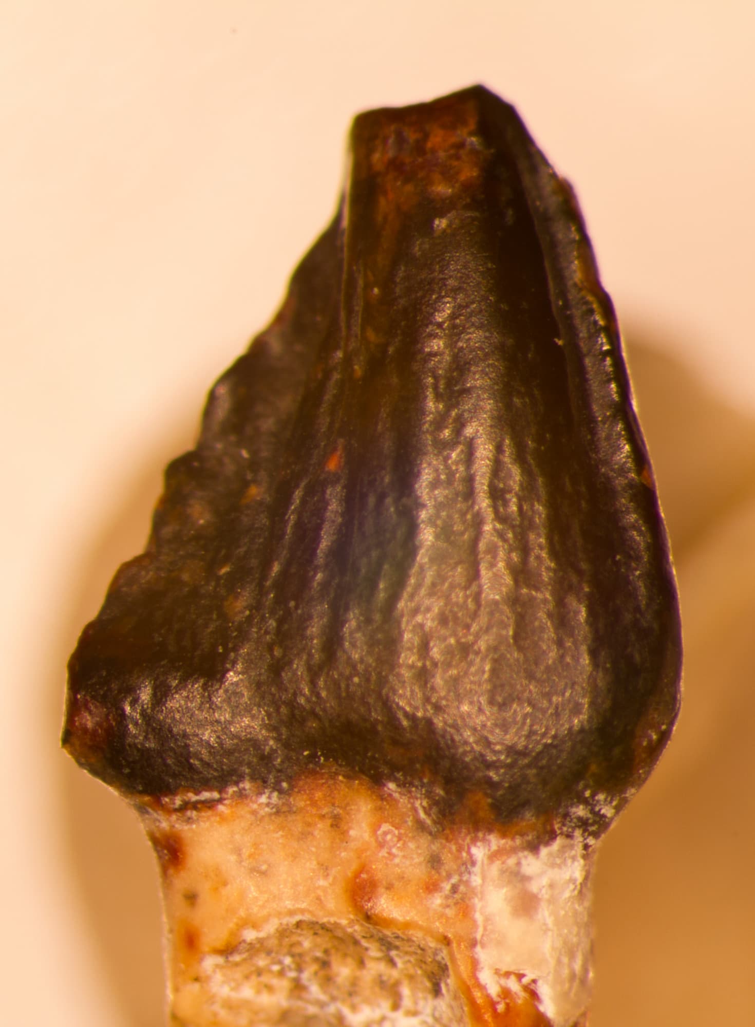 USNM V 5314_1