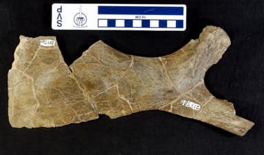 USNM PAL 214580_1
