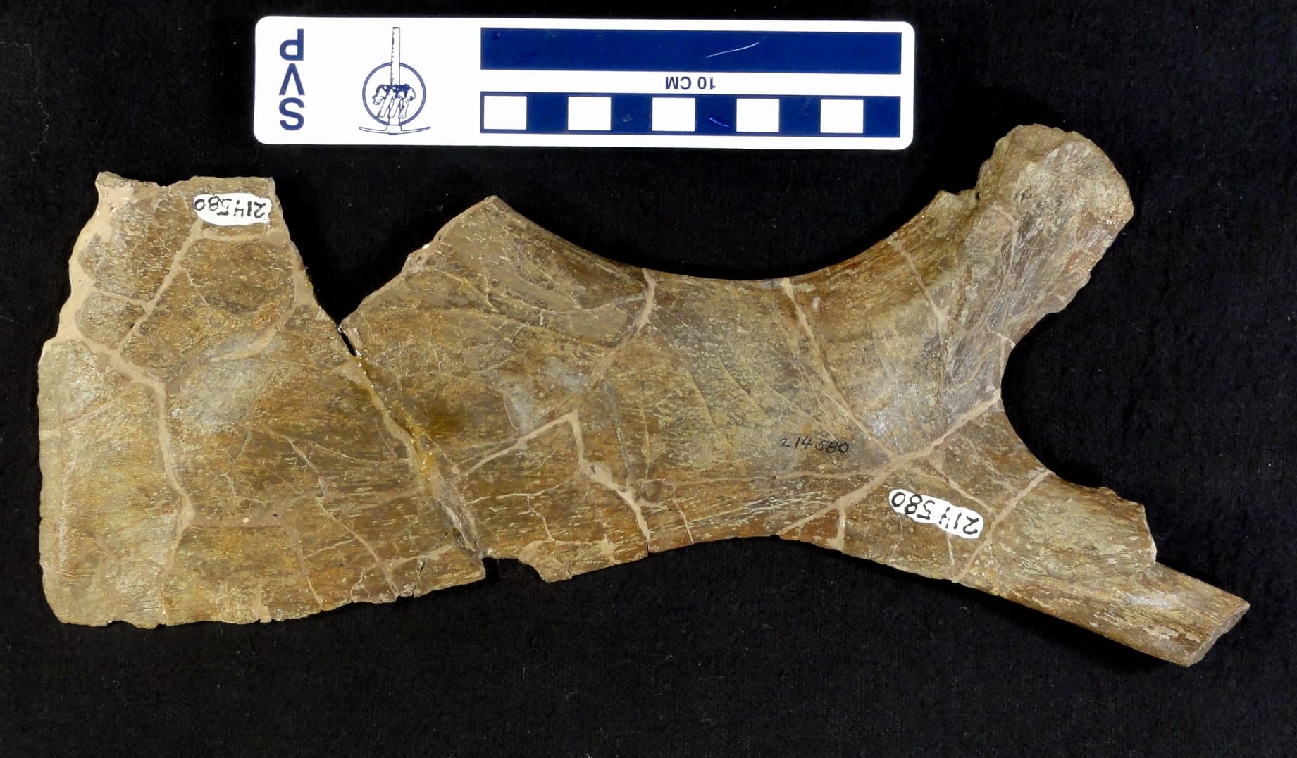 USNM PAL 214580_1