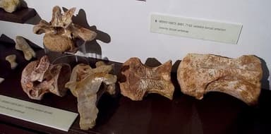 Spinosaurus cervico-dorsal vertebrae
