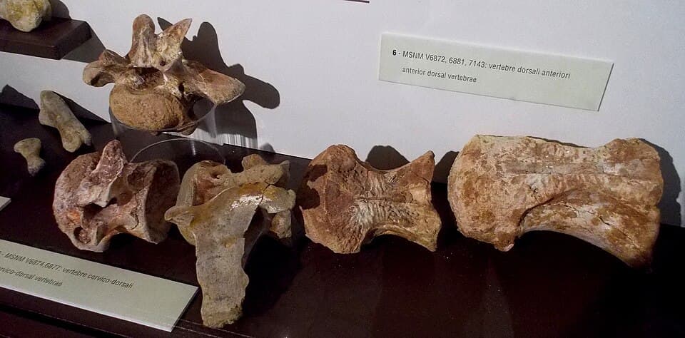 Spinosaurus cervico-dorsal vertebrae