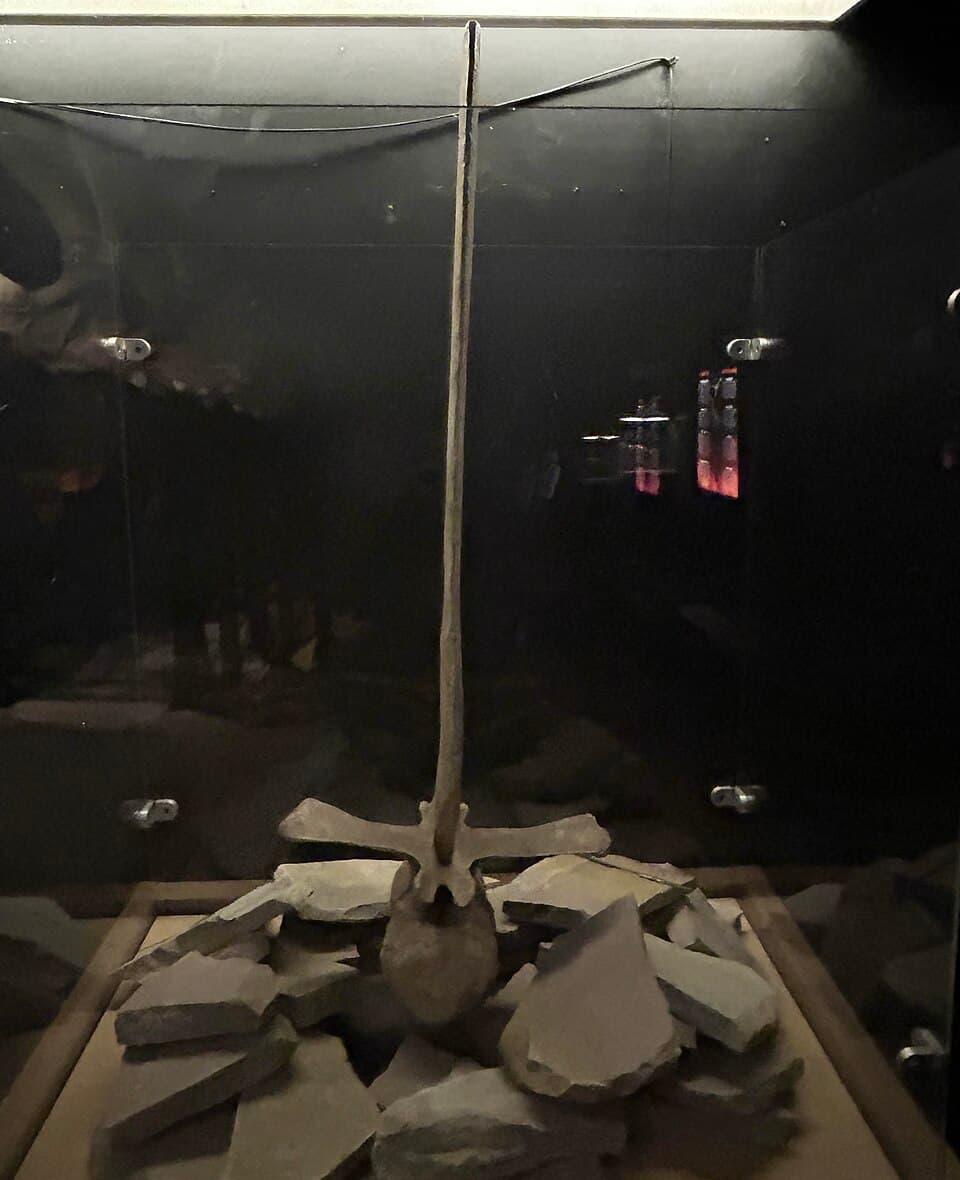 Spinosaurus vertebrae at the Schiele Museum