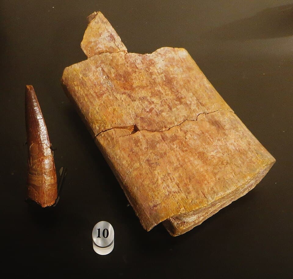 Spinosaurus tooth and spine piece