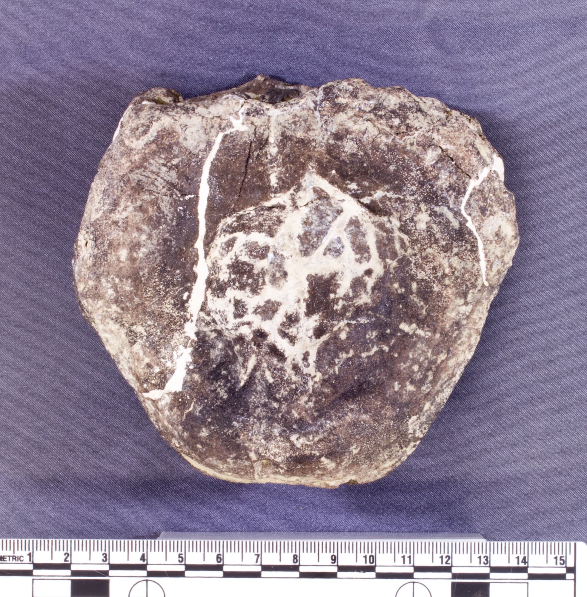 USNM V 8410_1