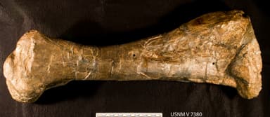 USNM V 7380_4